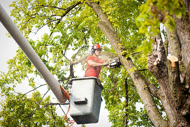 Hampstead, MD Tree Removal Services Company