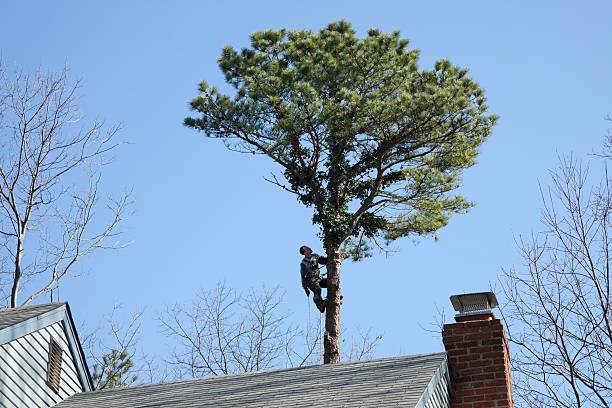 Best Commercial Tree Removal  in Hampstead, MD